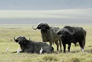 Buffalos: Buffalos and Egrets Grazing