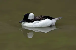 Albeola: Buffelhead - drake swimming on lake