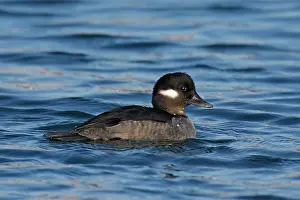 Bufflehead: Bufflehead