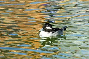Bufflehead: Bufflehead