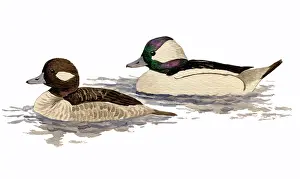 Bufflehead: Bufflehead