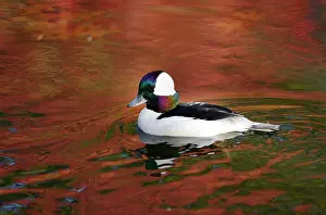 Trace: Bufflehead (Bucephala albeola) male on the water