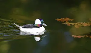 Trace: Bufflehead (Bucephala albeola) male on the water