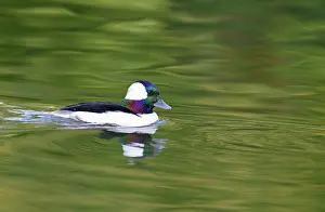 Trace: Bufflehead (Bucephala albeola) male on the water
