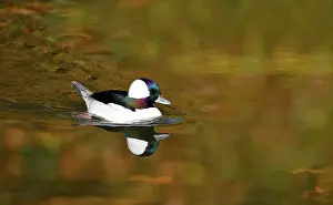 Atlantique: Bufflehead (Bucephala albeola) male on the water