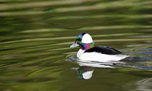 Trace: Bufflehead (Bucephala albeola) male on the water