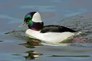 Bufflehead: Bufflehead duck - drake