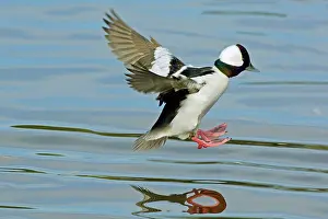 Bufflehead: Bufflehead duck drake - landing in small lake
