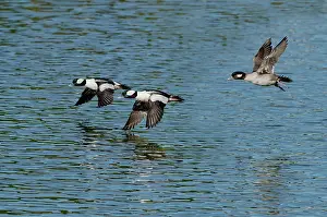 Trio: Bufflehead duck trio in flight