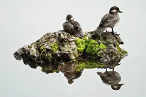 Bufflehead: Bufflehead Ducks