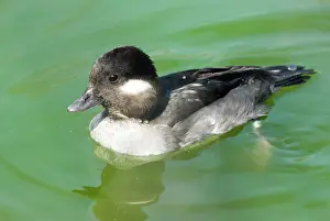Bufflehead: Bufflehead female