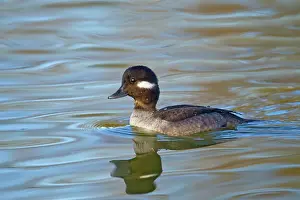 Bufflehead: Bufflehead - female - January