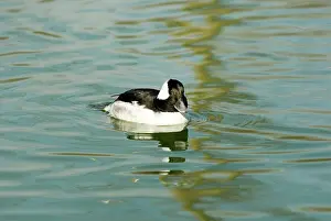 Bufflehead: Bufflehead male