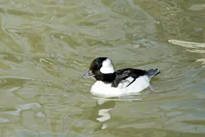 Bufflehead: Bufflehead male
