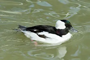 Bufflehead: Bufflehead male