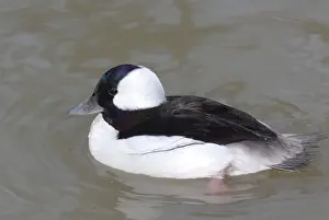 Bufflehead: Bufflehead Male