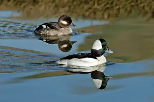Bufflehead: Bufflehead Male & Female