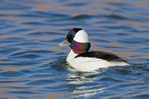 Bufflehead: Bufflehead - male - January