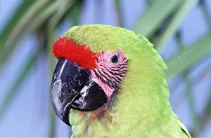 Honduras: Buffon's / Great Green Macaw - Close up head