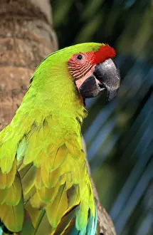 Buffons: BUFFON'S / Great Green MACAW - close-up on tree