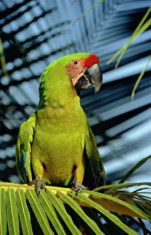 Buffons: BUFFON'S / Great Green Macaw MACAW - on palm