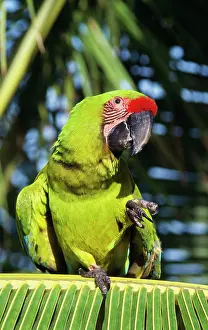 Buffons: BUFFON'S / Great Green MACAW - on palm