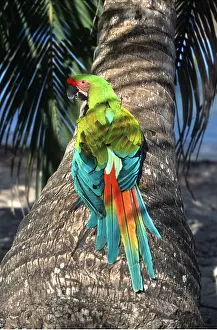 Palms: Buffon's / Great Green Macaw - on palm trunk