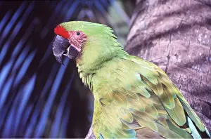 Macaw: BUFFON'S / Great Green MACAW - on tree