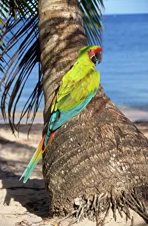 Buffons: Buffon's Macaw / Great Green Macaw