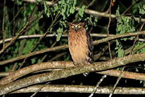 Ketupu: Buffy Fish Owl