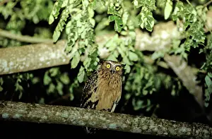 Ketupu: Buffy Fish Owl
