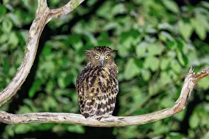 Sabah: Buffy Fish Owl