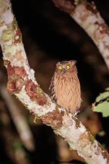 Sabah: Buffy Fish Owl