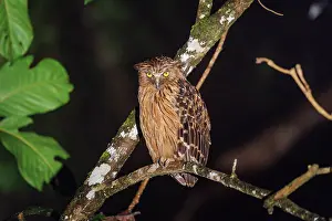 Sabah: Buffy Fish Owl
