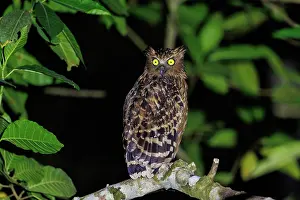 Sabah: Buffy Fish Owl