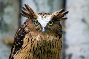 Malay: Buffy fish-owl / Malay Fish Owl, portrait, captive