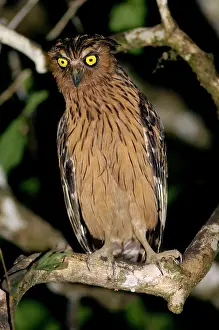 Watches: Buffy Fish-owl watches for prey from a tree-branch