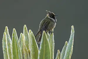 110119: Buffy Helmetcrest (Oxypogon stuebelii) Los Nevados