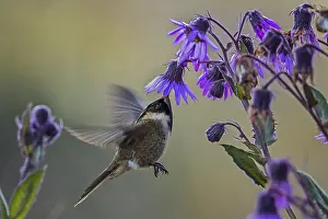 110119: Buffy Helmetcrest (Oxypogon stuebelii) Los Nevados