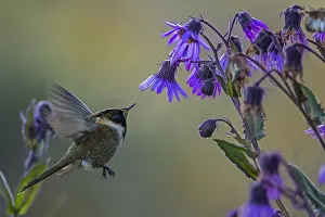 110119: Buffy Helmetcrest (Oxypogon stuebelii) Los Nevados