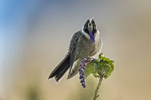 110119: Buffy Helmetcrest (Oxypogon stuebelii) Los Nevados