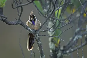 110119: Buffy Helmetcrest (Oxypogon stuebelii) Los Nevados