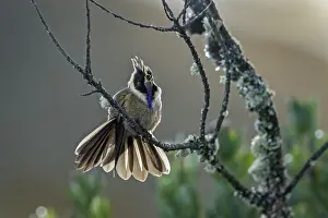 110119: Buffy Helmetcrest (Oxypogon stuebelii) Los Nevados
