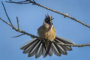 110119: Buffy Helmetcrest (Oxypogon stuebelii) Los Nevados