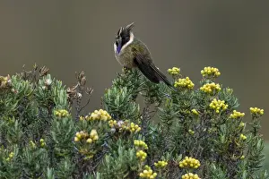 110119: Buffy Helmetcrest (Oxypogon stuebelii) Los Nevados