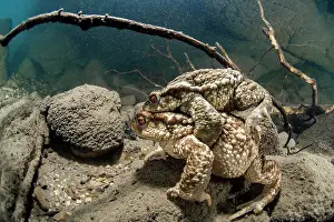 Herault: Bufo bufo Bufo
