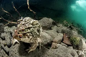 Herault: Bufo bufo Bufo