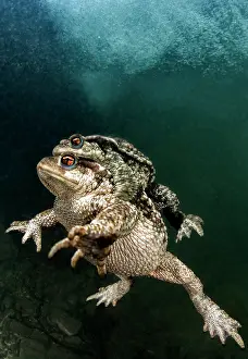 Herault: Bufo bufo Bufo