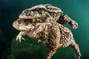 Herault: Bufo bufo Bufo