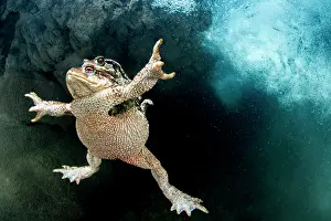 Herault: Bufo bufo Bufo